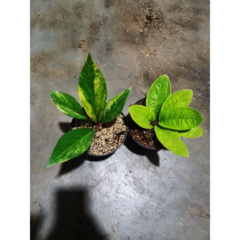 PAKET ANTHURIUM JEMANI VARIGATA DAN JEMANI GOLDEN