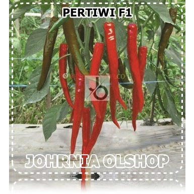 Johrnia 5 Benih Biji Cabe Besar PERTIWI F1