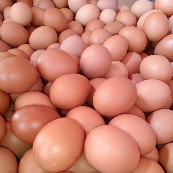 

HLJC7985 Terlaris TELUR AYAM NEGERI PER 1 KG