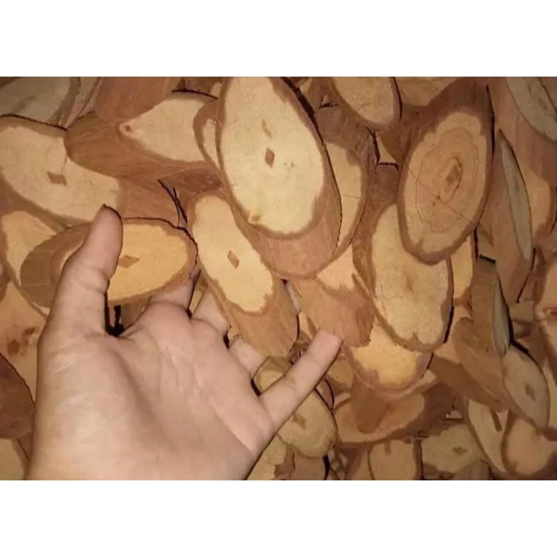 

HERBAL AKAR BAJAKAH MERAH UNTUK MENJAGA STAMINA TUBUH DAN PENGOBATAN