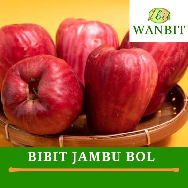 Bibit Jambu Bol