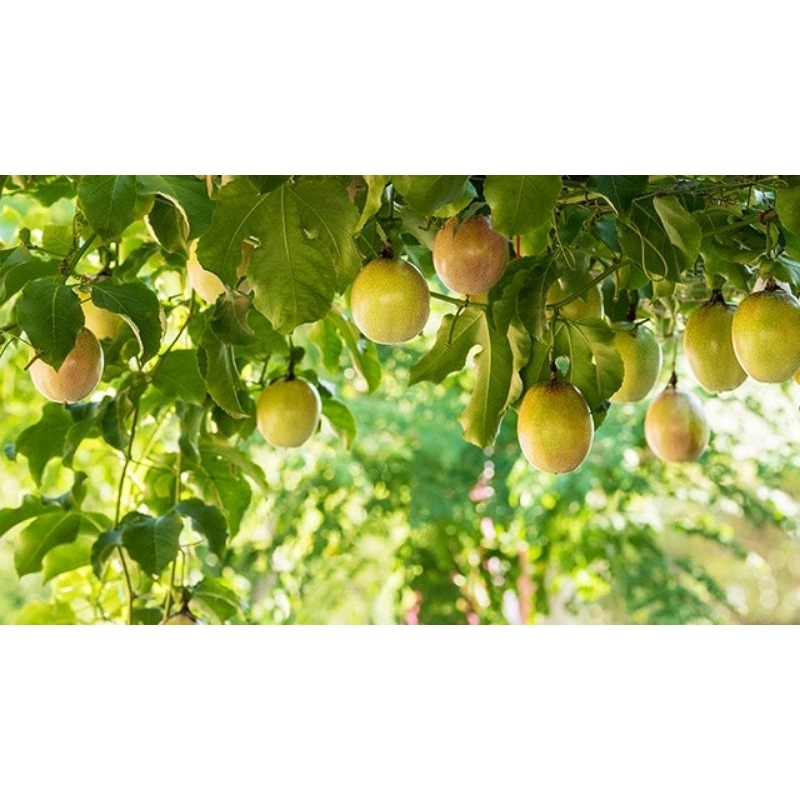 

BUAH MARKISA SEGAR PRESS Kemasan per (1kg)