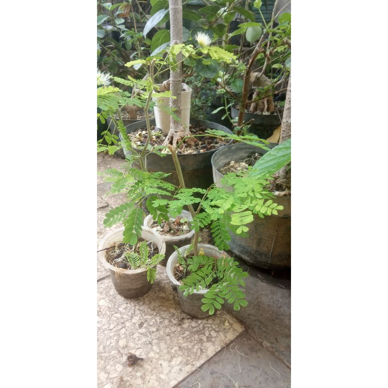 Bibit bonsai rain tree brazilian