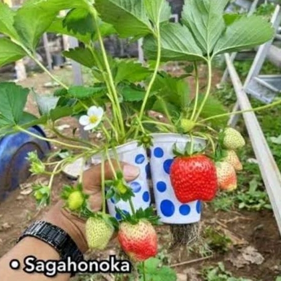 DIARY PETANI - Bibit Strawberry Jenis Sagahonoka Mewah