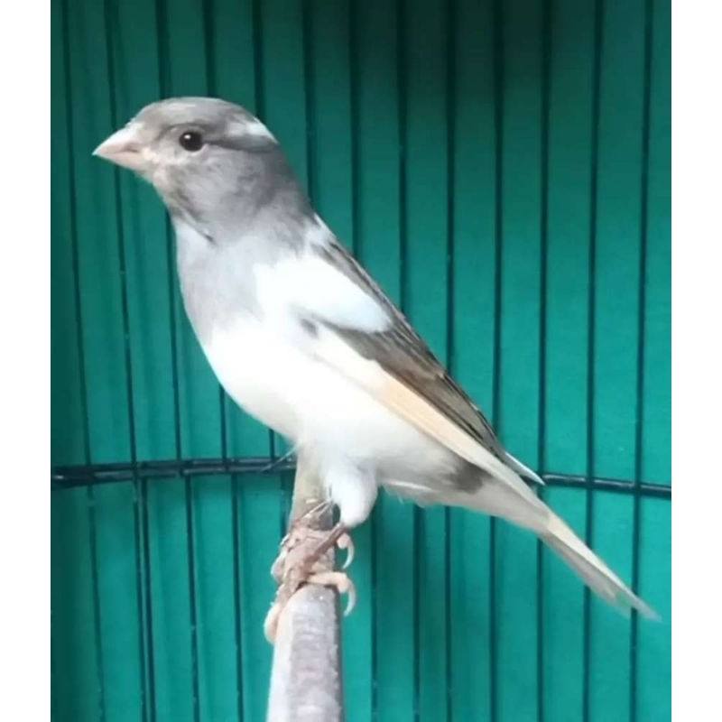 KENARI PANDA DAN PUTIH JANTAN 100% JAMINAN