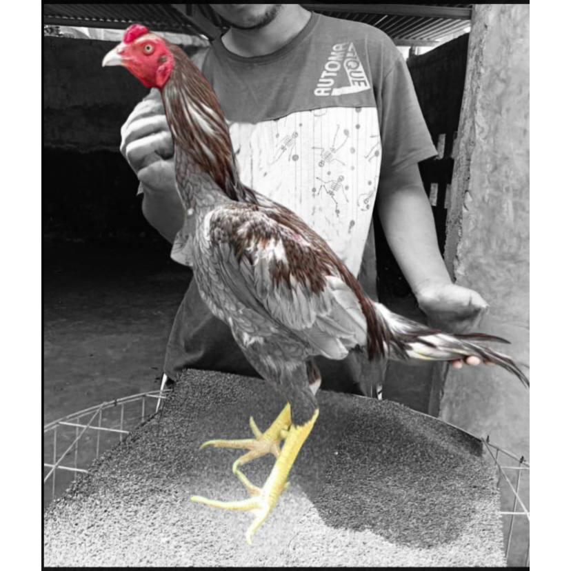 plucker murni - pitikan ayam plucker murni - ayam murni plucker - plucker MA - plucker Pacqiau - plu