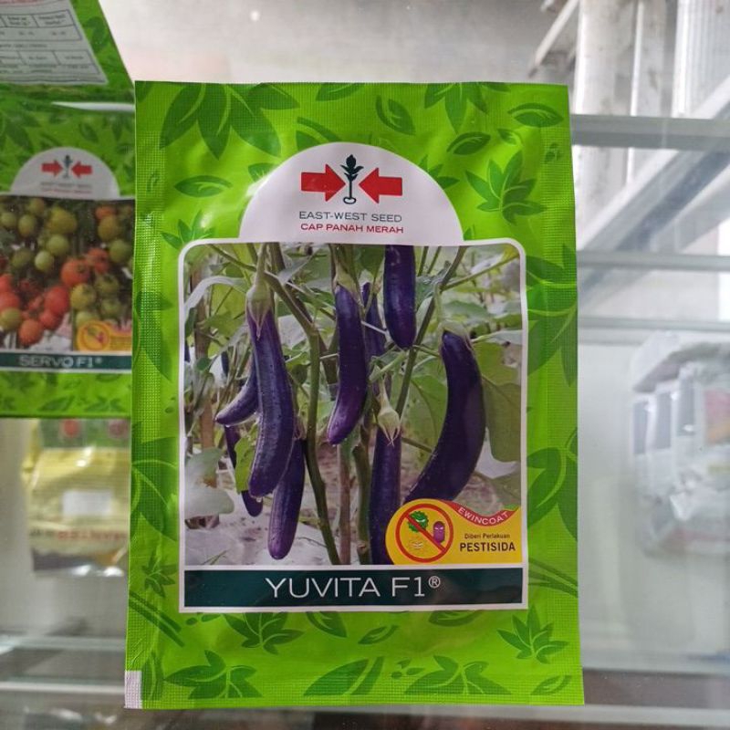 benih terong ungu yuvita F1