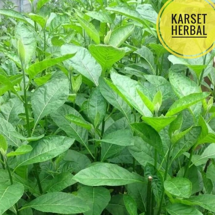 

Kode MXH154 daun afrika segar | 500 gram daun sambung nyawa segar | herbal diabetes dll