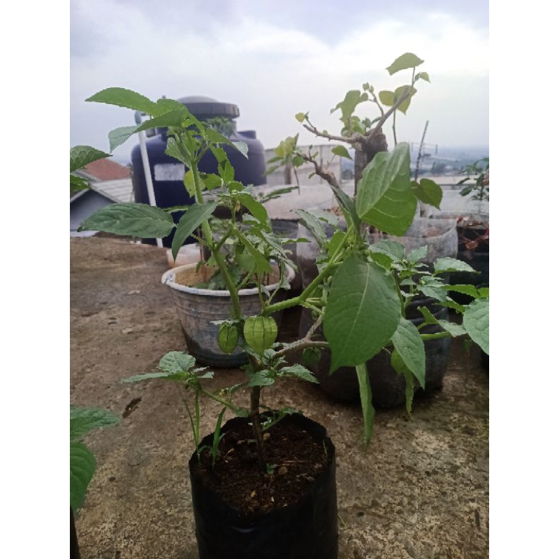 pohon ciplukan/golden berry