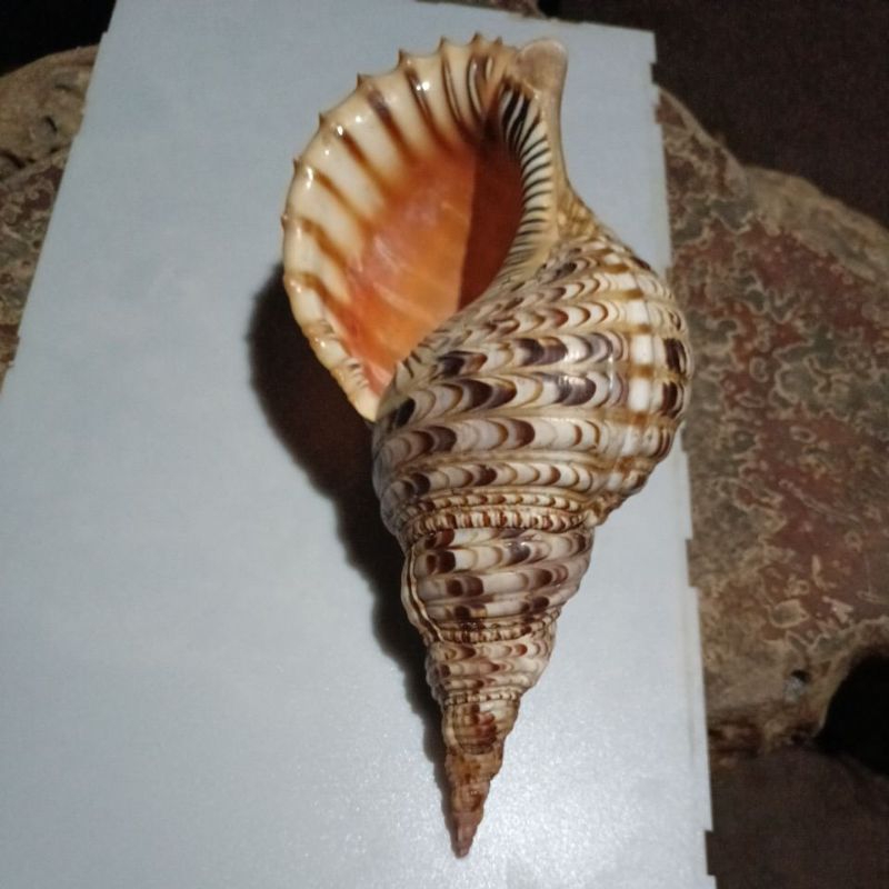 cangkang kerang Triton pajang 32cm