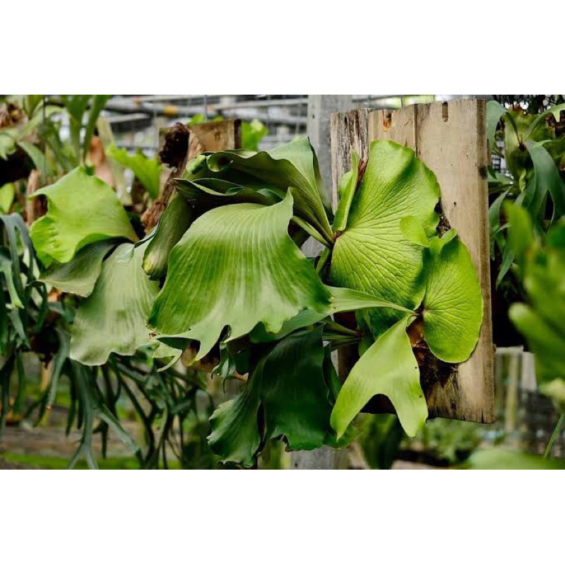 platycerium ellisotis hybrid