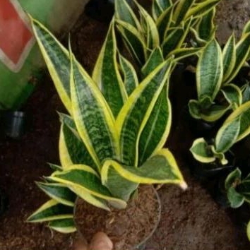 pohon sensivera golden tanaman hias sensivera golden lidah mertua