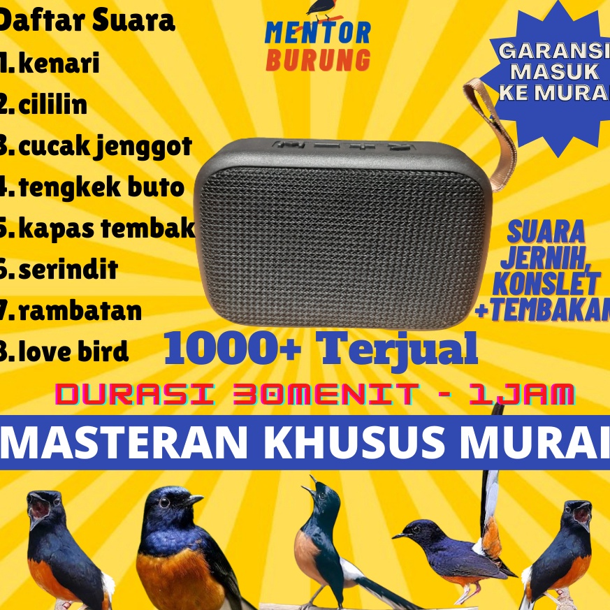 DY81 Masteran Mp3 Khusus Burung Murai Batu Air Betina Pikatan Borneo Hutan Trotolan Burung Kicau Sua