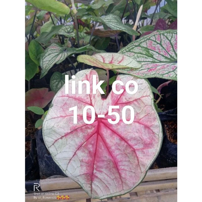 Harga Caladium Hybrid Terbaru Mar 2025 | BigGo Indonesia