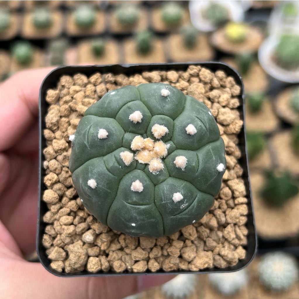 Kaktus Astrophytum Kikko Turtle | Astro Kikko #13