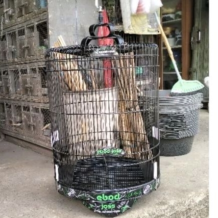 {INSTAN} SANGKAR MURAI DECAL TEBOK BAMBU REPLIKA EBOD KANDANG BURUNG