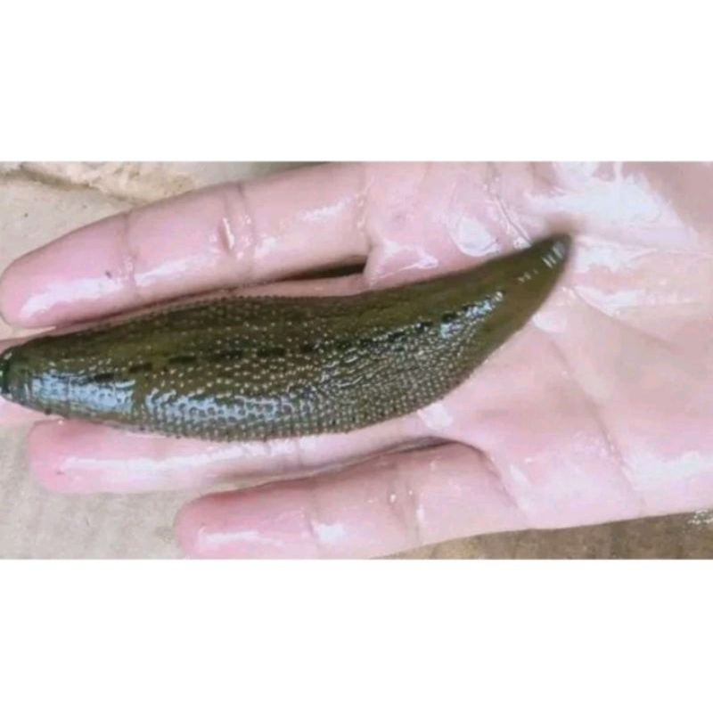 PEROMO ISI 70 EKOR LINTAH HIDUP STERIL UKURAN JUMBO