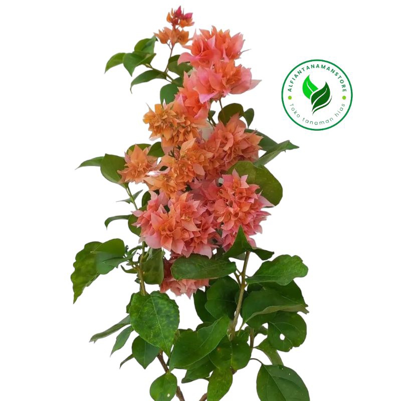 [BISA COD] Tanaman Hias Bougenville Hawai Orange - Bibit Pohon Bunga Bougenville