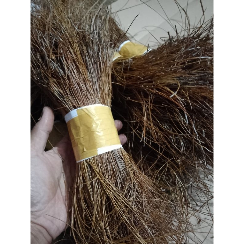 DAUN PINUS BUAT DEKORASI / DAUN PINUS KERING