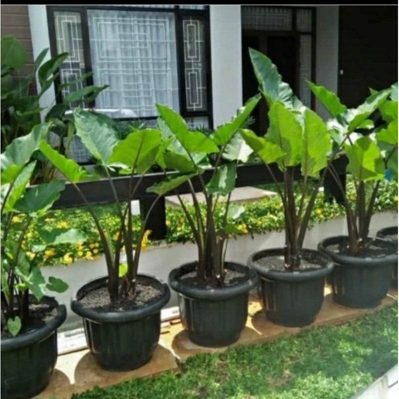 sente hitam / sente Bali / keladi gajah hitam / tinggi 1 meter - 1,3 meter daun