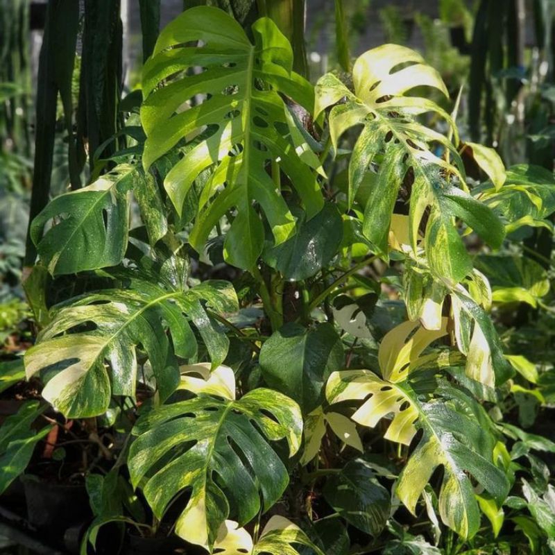 bonggol monstera marmorata varigata
