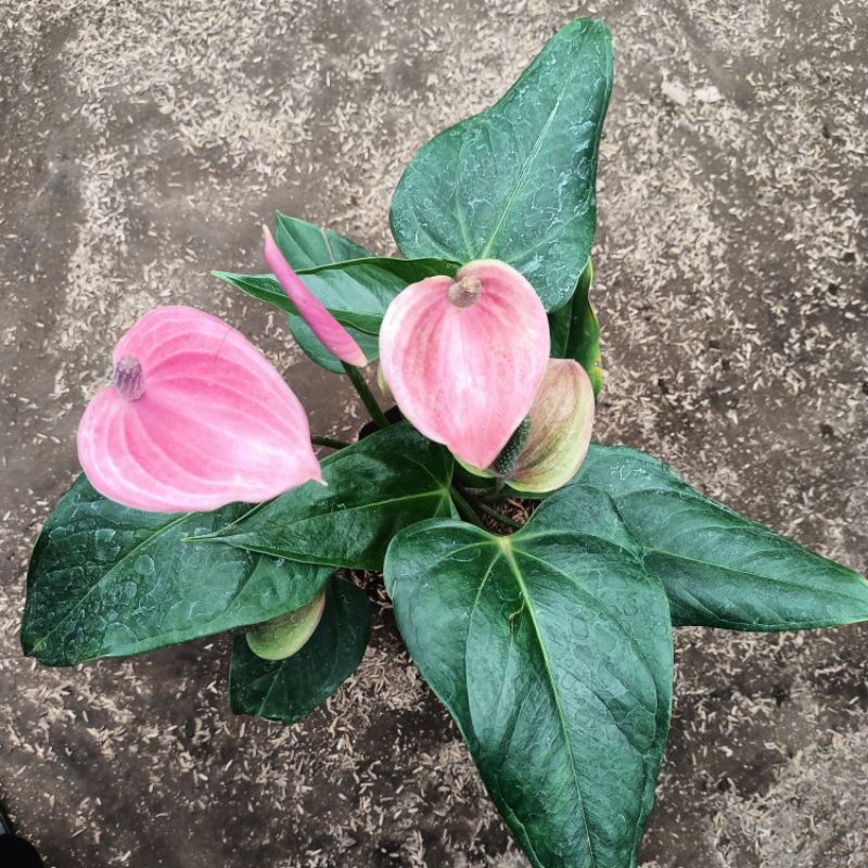 Anthurium bunga Bangkok/anthurium bunga pink