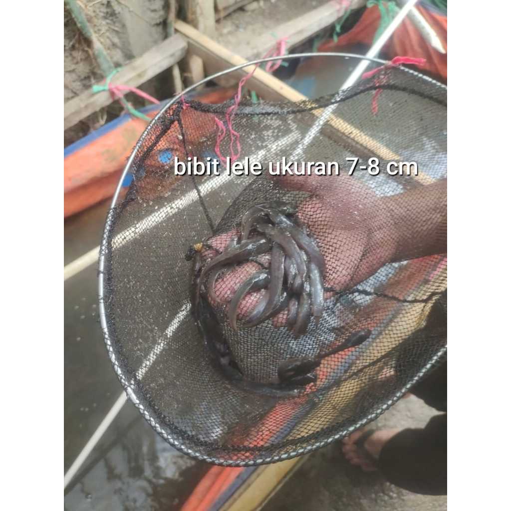Bibit Lele ukuran 7-8 per ekor