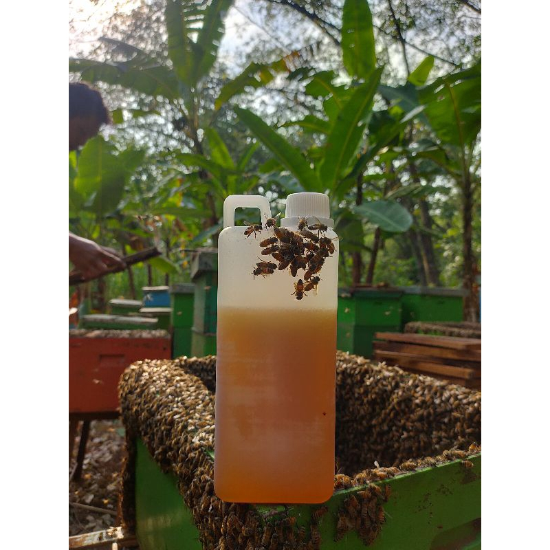 

MADU MULTIFLORA ORIGINAL 1 kg | MADU ASLI RAW HONEY