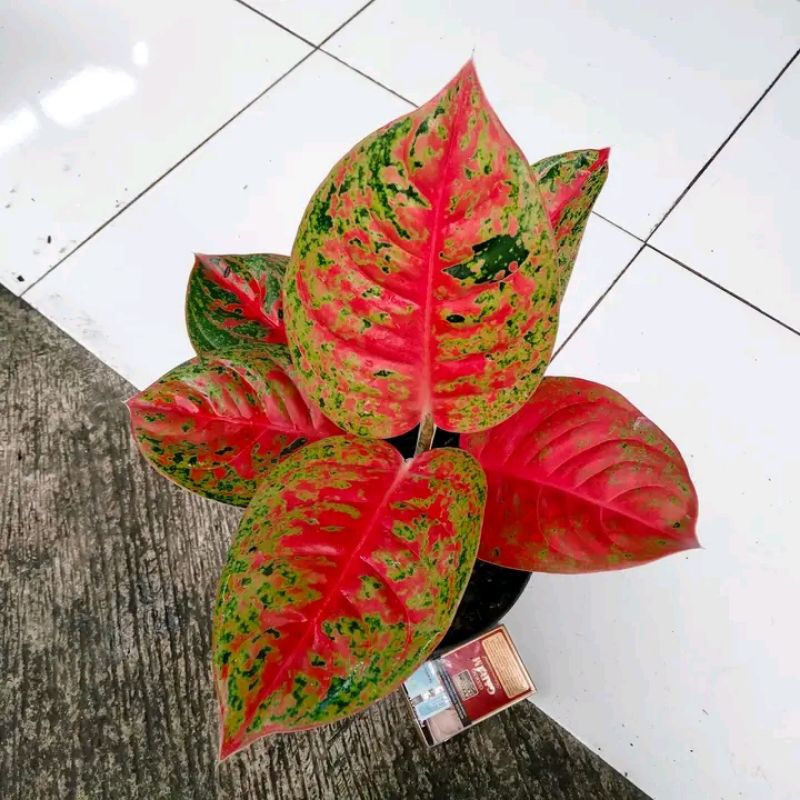 big sale promo aglonema mahasety bibit siap tumbuh