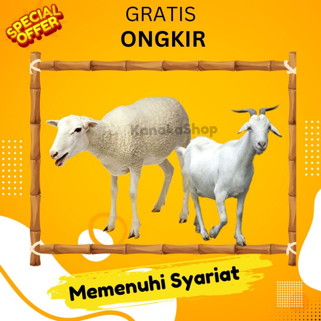 Kambing Hidup Peliharaan Jantan Betina Aqiqah Aqikah Akikah Sedekah