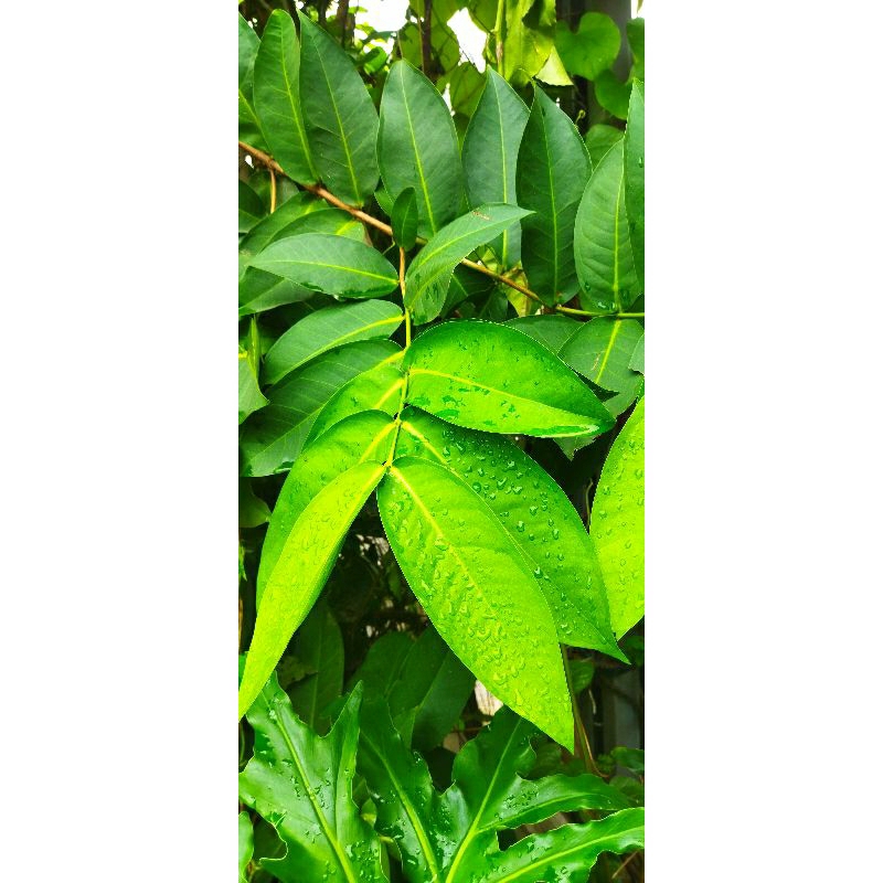 

Daun jambu air segar pembungkus tape ketan