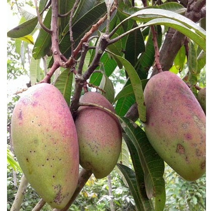 Bibit Buah Mangga Pelangi / Mangga Mahachanok Unggulan