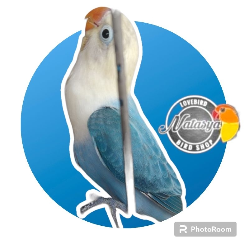 LOVEBIRD BIOLA BLIE