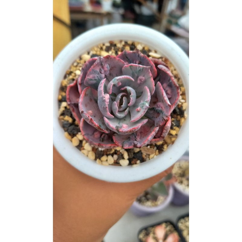 byonce import rare item /tanaman hias /kaktus sukulen