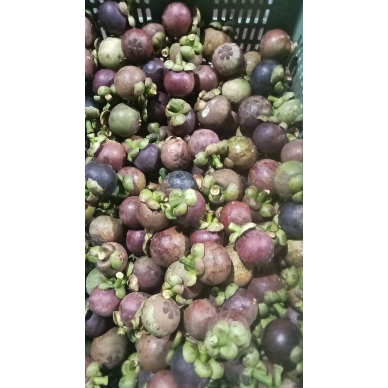 

Manggi Manis Sukabumi