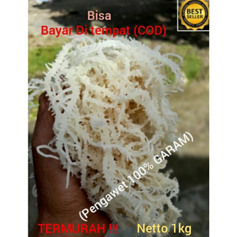 

Terbaru☍ Rumput laut original spinosum (bukan cottoni) kemasan 1kg K91 ↓