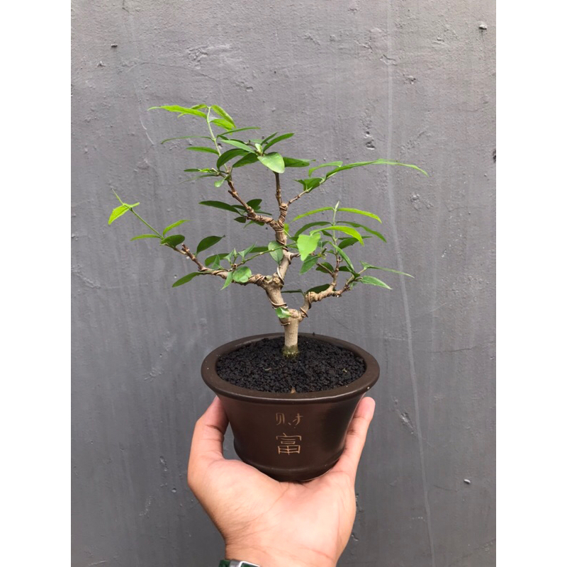 bonsai anting putri siap pajang