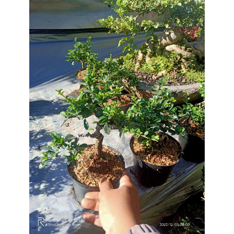 tanaman hias bonsai mame hokianti siap pajang ukuran pot 10