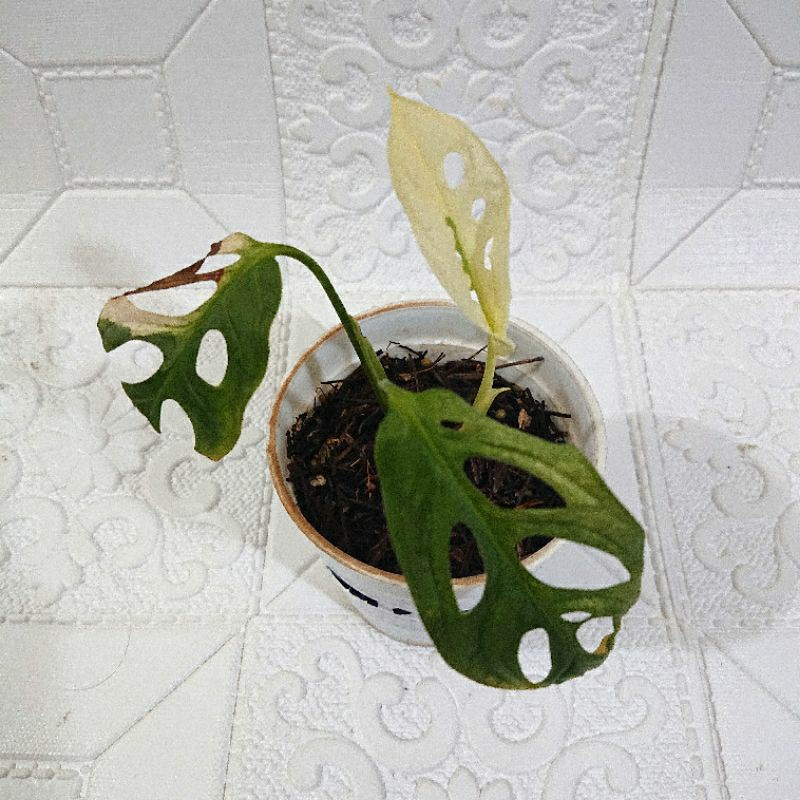 Monstera Adansonii / Janda Bolong Jepang - Variegata Putih