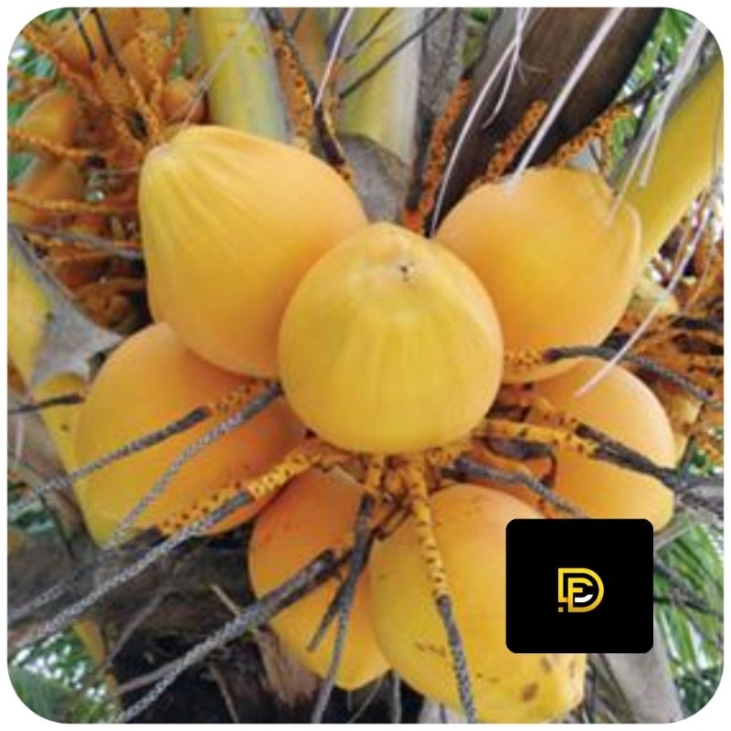 

Buah kelapa gading segar petik langsung-az