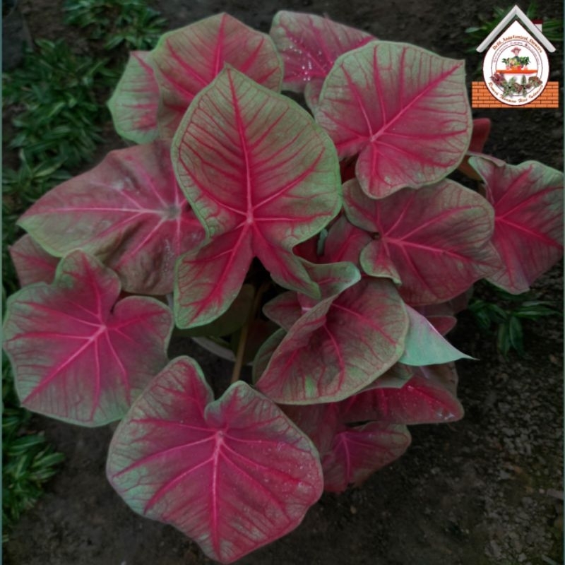 Bibit  Keladi /  Anakan Caladium  "PINK DEMELTION"     - keladi hias hybrid / Keladi  Thailand impor