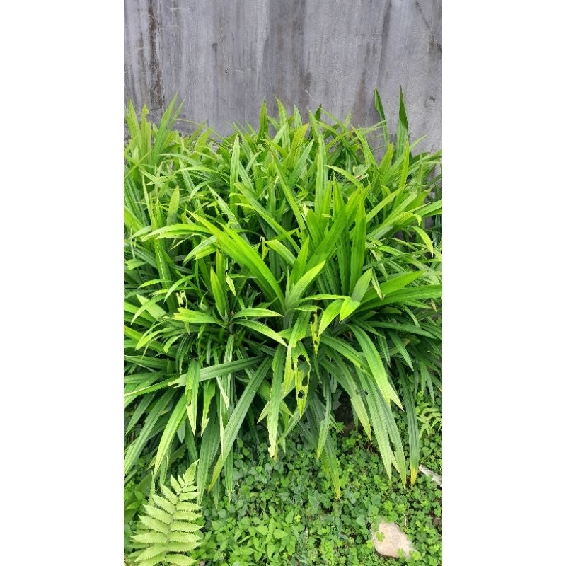 

Daun pandan wangi fresh tanpa pestisida per 20 helai