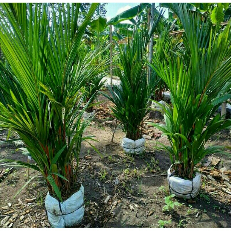 Tanaman palem merah - pohon palem merah - tanaman palm / pohon palm merah