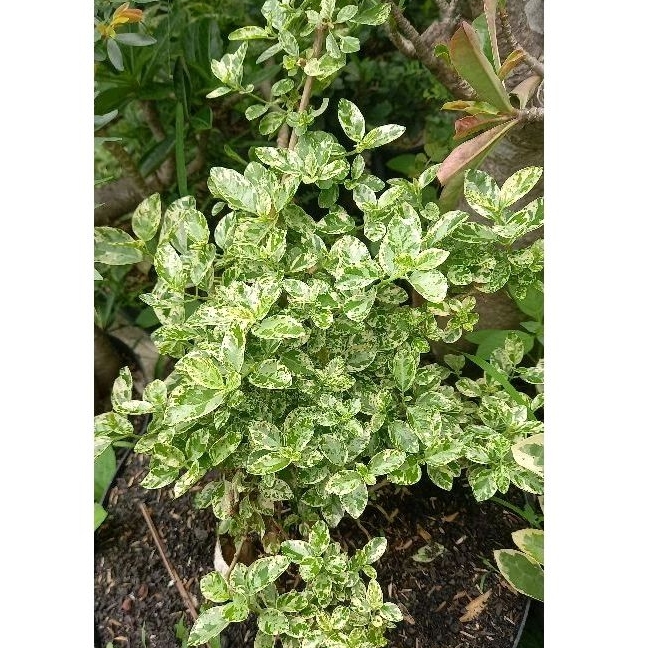 sancang zebra variegata indukan