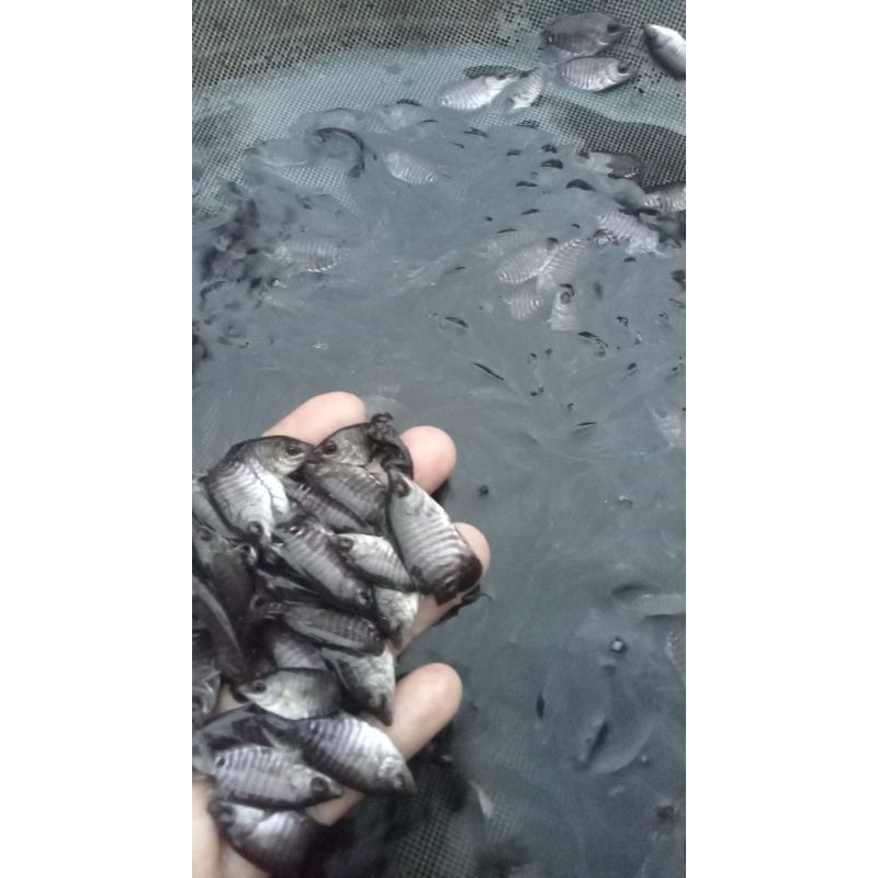 paket 20 Gurame soang jempolan