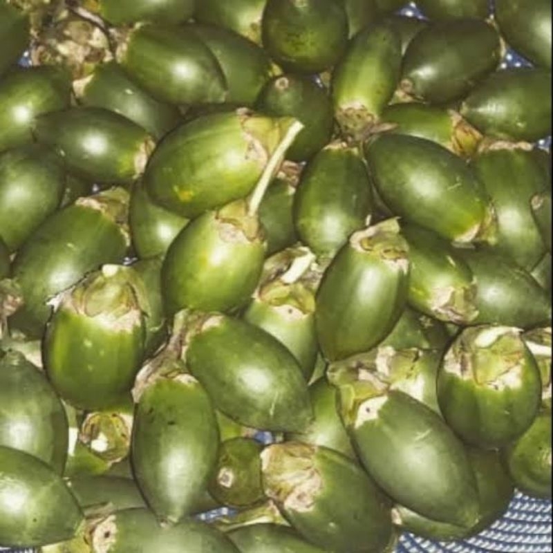 

Buah Pinang Muda Fres Segar 500 Gram Herbal