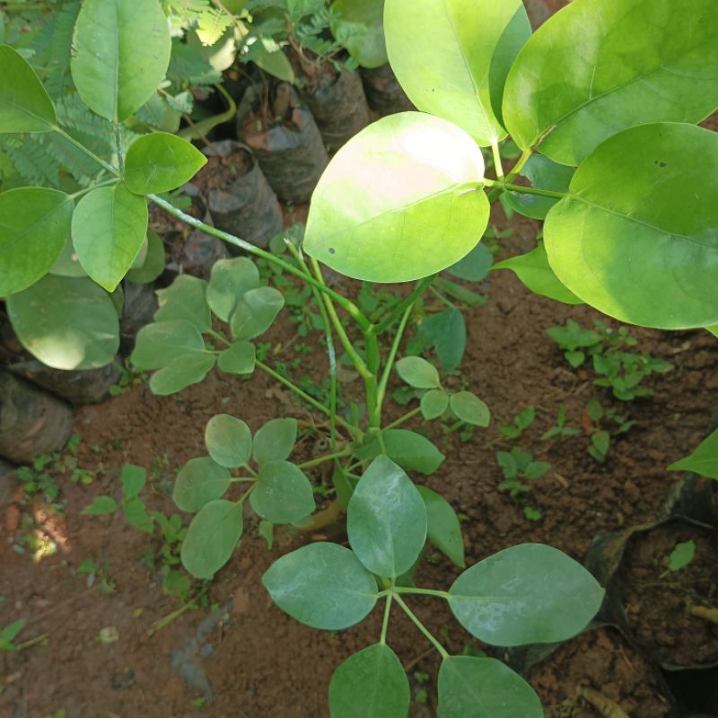 Bibit Pohon Tlogosari Pembawa Rezeki Primbon Jawa Kuno