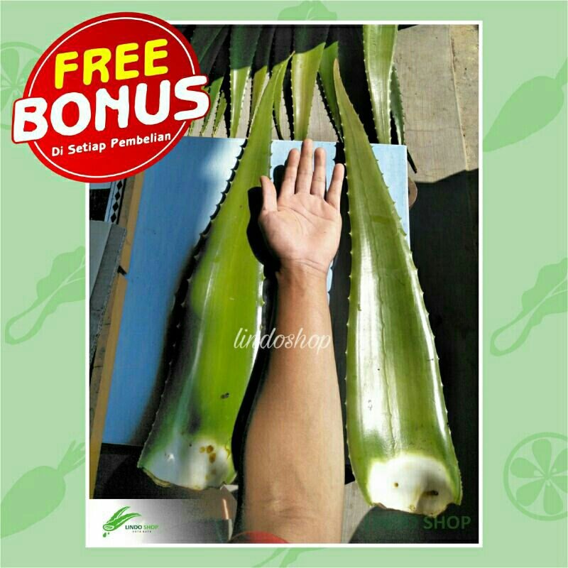 

Pelepah Aloevera Lidah Buaya Super Jumbo Fresh per pelepah