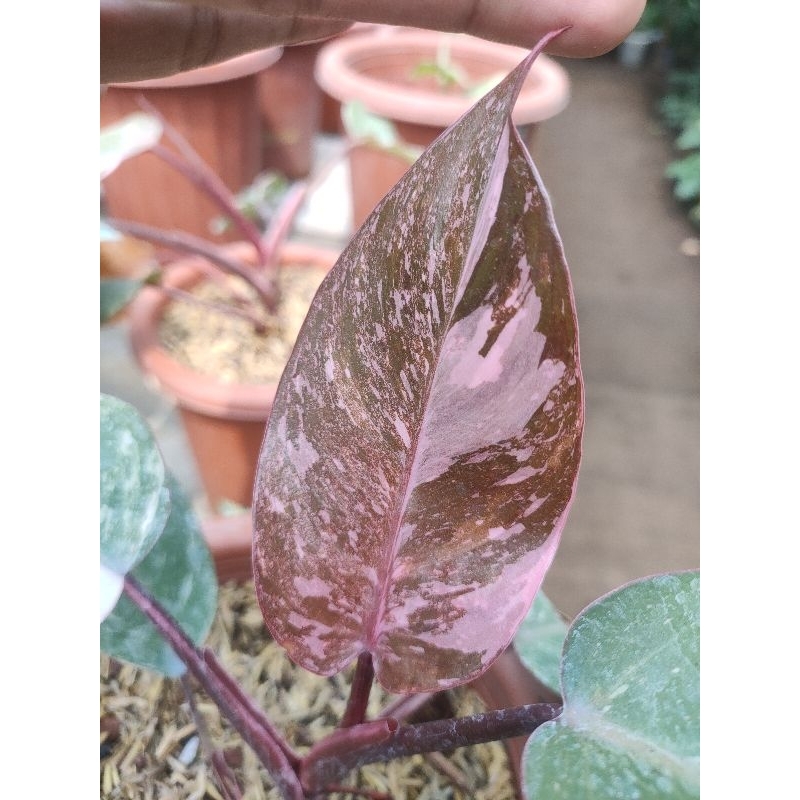 Philodendron Pink Princess Galaxy