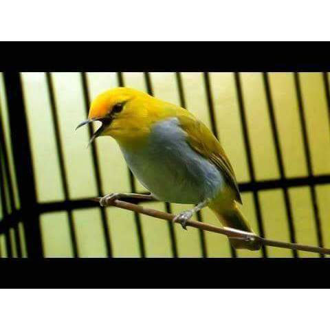 Burung Pleci Wallacea bahan pilihan